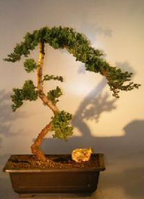 Juniper Bonsai Tree - Trained <br><i></i>(juniper procumbens nana)                           