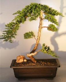 Juniper Bonsai Tree - Trained <br><i></i>(juniper procumbens nana)                            