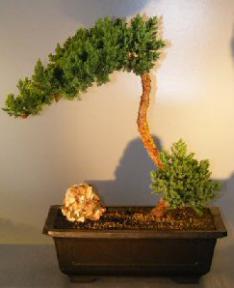 Juniper Bonsai Tree - Trained <br><i></i>(juniper procumbens nana)                             