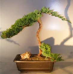 Juniper Bonsai Tree - Trained <br><i></i>(juniper procumbens nana)                              