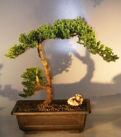 Juniper Bonsai Tree - Trained <br><i></i>(juniper procumbens nana)                               