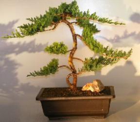 Juniper Bonsai Tree - Trained <br><i></i>(juniper procumbens nana)                                