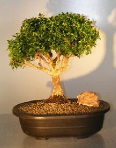 Japanese Kingsville Boxwood Bonsai Tree<br><i>(buxus microphylla compacta)</i>    