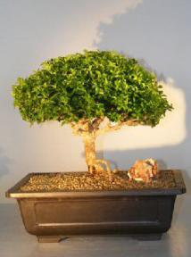 Japanese Kingsville Boxwood Bonsai Tree<br><i>(buxus microphylla compacta)</i>     