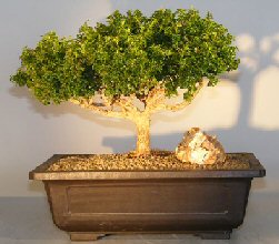Japanese Kingsville Boxwood Bonsai Tree<br><i>(buxus microphylla compacta)</i>      