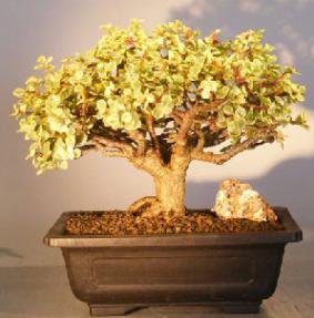 Baby Jade Bonsai Tree - Variegated<br><i></i>(portulacaria afra variegata) 