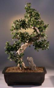 Fukien Tea Bonsai Tree<br><i>(carmona)</i>