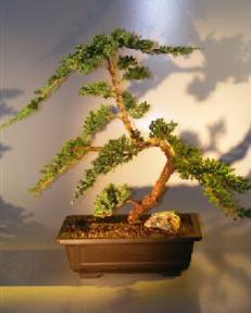 Juniper Bonsai Tree - Trained <br><i></i>(juniper procumbens nana)                                 