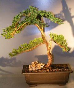 Juniper Bonsai Tree - Trained <br><i></i>(juniper procumbens nana)                                  