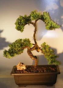 Juniper Bonsai Tree - Trained <br><i></i>(juniper procumbens nana)                                   