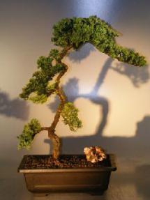 Juniper Bonsai Tree - Trained <br><i></i>(juniper procumbens nana)                                    