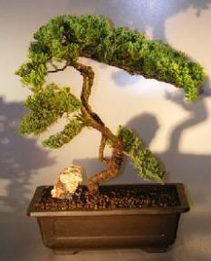 Juniper Bonsai Tree - Trained <br><i></i>(juniper procumbens nana)                                     