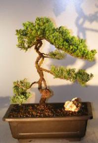Juniper Bonsai Tree - Trained <br><i></i>(juniper procumbens nana)                                      
