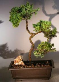 Juniper Bonsai Tree - Trained <br><i></i>(juniper procumbens nana)                                       