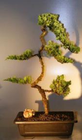 Juniper Bonsai Tree - Trained <br><i></i>(juniper procumbens nana)                                        