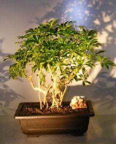 Hawaiian Umbrella Bonsai Tree  Banyan Style - with Birds Nest<br><i></i>(arboricola schefflera)