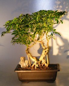 Hawaiian Umbrella Bonsai Tree - Banyan Style<br><i></i>(arboricola schfflera)