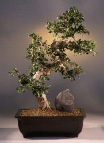 Fukien Tea Bonsai Tree<br><i>(carmona)</i>