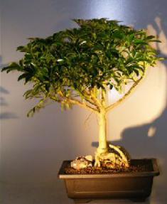 Hawaiian Umbrella Bonsai Tree - Banyan Style<br><i></i>(arboricola schfflera)