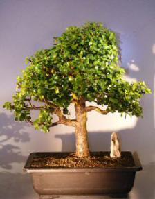 Baby Jade Bonsai Tree<br><i></i>(Portulacaria Afra)   