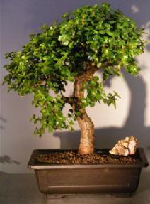 Baby Jade Bonsai Tree<br><i></i>(Portulacaria Afra)    