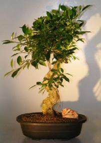 Ficus Bonsai Tree<br><i></i>(ficus retusa)