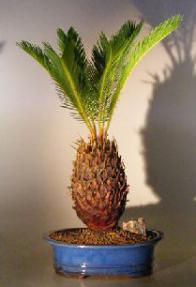 Sago Palm Bonsai Tree<br><i></i>(cycas revoluta)