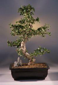 Flowering White Serissa Bonsai Tree -Bonsai Tree of a Thousand Stars<br><i>(serissa japonica)</i>