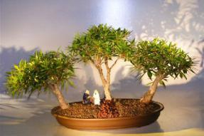 Willow Leaf Ficus Bonsai Tree - 3 Tree Forest Group<br><i></i>With Two Men Sitting at Table Drinking Figurine<br><i></i>(ficus nerifolia/salicafolia) 