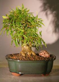 Willow Leaf Ficus Bonsai Tree - Shohin Style<br><i></i>(ficus nerifolia/salicafolia) 