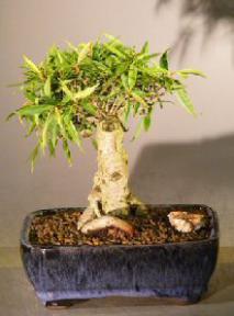Willow Leaf Ficus Bonsai Tree - Shohin Style<br><i></i>(ficus nerifolia/salicafolia)   