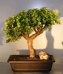 Baby Jade Bonsai Tree<br><i></i>(Portulacaria Afra)
