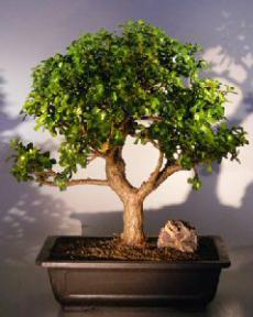 Baby Jade Bonsai Tree<br><i></i>(Portulacaria Afra)