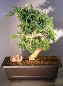 Juniper Bonsai Tree - Phoenix Graft<br><i></i>(juniper procumbens nana)