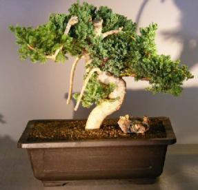 Juniper Bonsai Tree - Phoenix Graft<br><i></i>(juniper procumbens nana)