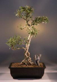 Flowering White Serissa Bonsai Tree -Bonsai Tree of a Thousand Stars<br><i>(serissa japonica)</i>