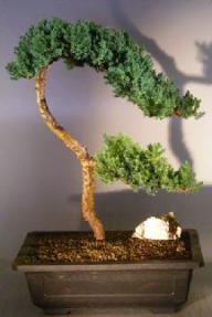 Juniper Bonsai Tree - Trained <br><i></i>(juniper procumbens nana) 