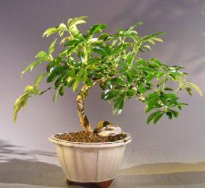 Hawaiian Umbrella Bonsai Tree - Cascade Style<br><i></i>(arboricola schefflera) 