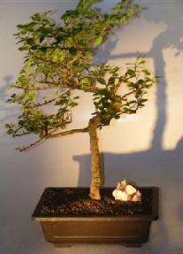 Lavender Star Flower Bonsai Tree<br><i></i>(Grewia Occidentalis) 