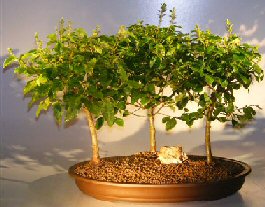 Flowering Ligustrum Bonsai Tree<br><i></i>Three (3) Tree Forrest Group<br><i></i>(ligustrum lucidum) 