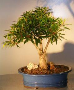 Willow Leaf Ficus Bonsai Tree - <br><i>(Ficus Nerifolia/Salisafolia)</i>