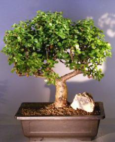 Baby Jade Bonsai Tree<br><i></i>(Portulacaria Afra)