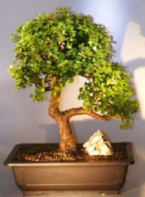 Baby Jade Bonsai Tree<br><i></i>(Portulacaria Afra)