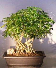 Hawaiian Umbrella Bonsai Tree<br><i></i>Banyan Style - Variegated<br><i></i>(arboricola schefflera) 