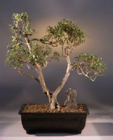 Flowering White Serissa Bonsai Tree -Bonsai Tree of a Thousand Stars<br><i>(serissa japonica)</i>