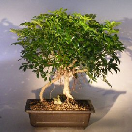 Hawaiian Umbrella Bonsai Tree<br>Root over Rock Style<br><i>(arboricola schfflera)</i>