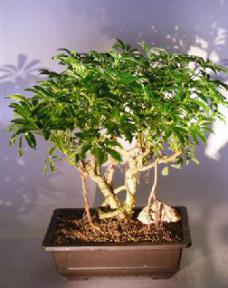 Hawaiian Umbrella Bonsai Tree<br><i></i>Banyan Style<br><i></i>(arboricola schfflera)