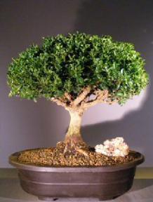 Japanese Kingsville Boxwood Bonsai Tree<br><i>(buxus microphylla compacta)</i>