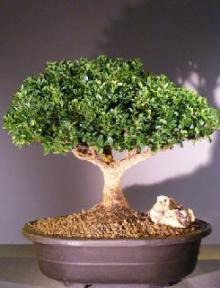 Japanese Kingsville Boxwood Bonsai Tree<br><i>(buxus microphylla compacta)</i>