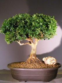 Japanese Kingsville Boxwood Bonsai Tree<br><i>(buxus microphylla compacta)</i>